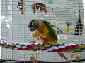 green cheek conure eating