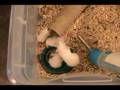 Red-Tail-Boa-Animals