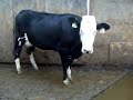 Montbeliarde 3-way crossbreds Mic Mac daughters