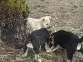 Click here to watch this video Sibs & a Stick.AVI