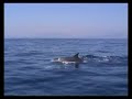 Mediterranean dolphins - Delfines del Meditarr�neo
