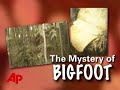 Do You Think This Is Bigfoot?