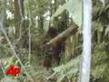 Do You Think This Is Bigfoot?