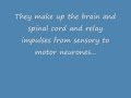 Neurons