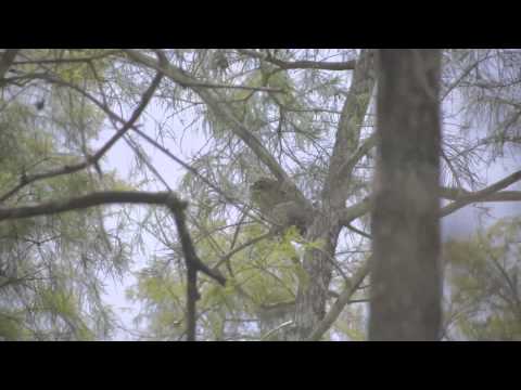 USA Great Outdoors- Everglades National Park - Florida