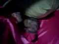 Jumping on the bed and giggling. (vid 10)