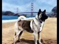Akita Slideshow