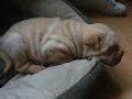 Shar,Pei,snoring