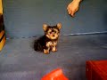 Biju - yorkshire terrier Biju - yorkshire terrier