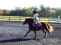 Flicka at Shadowbrook- Jumpers 10-11-08