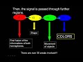 Synaesthesia: Which color is A? Part II