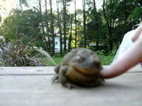 Watch 'Ticklish Toad'