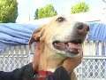 Growly Dog Training Class