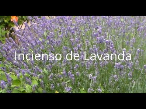 Imagen de previsualización de YouTube