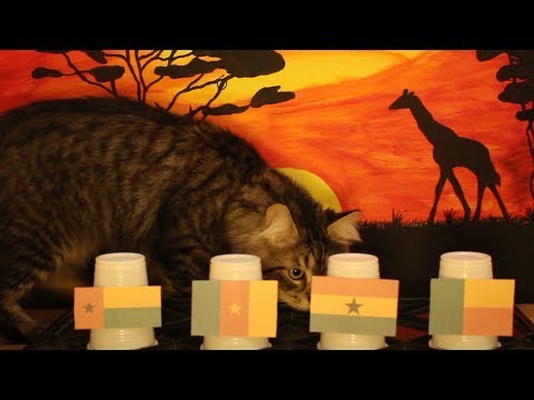 Group F - Cats Africa Cup Of Nations 2019 Prediction