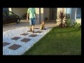 2010-05-11 | Matilda - Obedience training session ~> Matilda a 10 month old Airedale Terrier practising obedience on the front yard ... dog airedale terrier obedience puppy ... ()