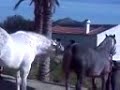 Pe�arroya-Pueblonuevo             A ver si     PUEDOOO !!!!!!!!!!!!!!!