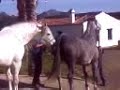 peñarroya pueblonuevo           a ver si     puedooo !!!!!!