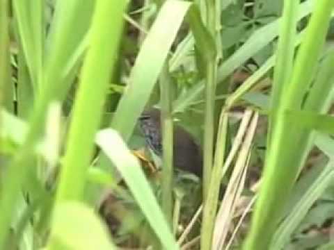 Uma cena rara - o canto do uirapuru - pássaro