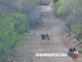 Killer Shot - Mexican Javelina Hunting