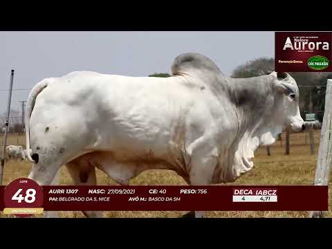 4� De Olho na Fazenda - NELORE AURORA participa��o Chico Paulic�ia