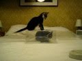 Funny Kitten Plays With Cat In Plastic Box - animals, cat, cute, kitten, pets, playing, funny