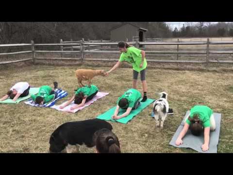 2nd Place: Goat Yoga (Audience Favorite) Video Screenshot