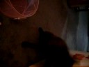 My cat bella attacking string