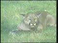 LUCAN the Wolfboy 1977