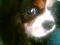 Emma the dog