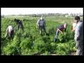 Israeli Soldiers Shooting at Farmers in Abassan Jedida