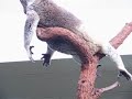 Koala3