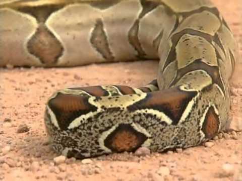 Aventura Selvagem - Entre Peixes e Serprentes - Parte 1
