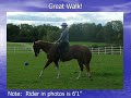 Horse for Sale--Copper Topped Zippo