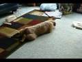 Border Terrier CECS - Dog 1