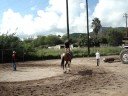 Equestrian Vaulting 4 Equestrian Vaulting 4