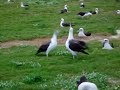 [Video]