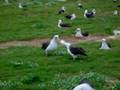 Laysan Albatross Mating Dance