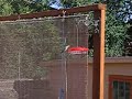 More Hummingbird