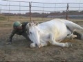 Hank -awesome gelding!  $4500 ValleyViewRanch.net
