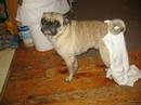 tribute to otis