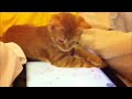 Videos 1 -  Compilation
