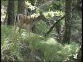 Some female adult and young of Fallow deer