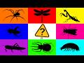 Insect: Three Horned Beetle, Robber Fly, Cricket, Hermit Crab, Isopod, Mantis, Giant Grasshopper...