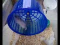Orsetti Siberiani - Video -