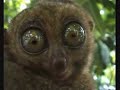 NEVER look a Tarsier in the eyes... NEVER look a Tarsier in the eyes...