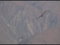Condors of Colca Canyon
