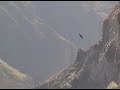 Condors of Colca Canyon