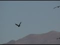 Condors of Colca Canyon