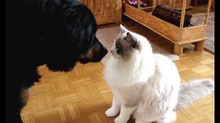 Ragdoll Cat Merlin meets Bernese Mountain Dog for the first time (Episode 01)